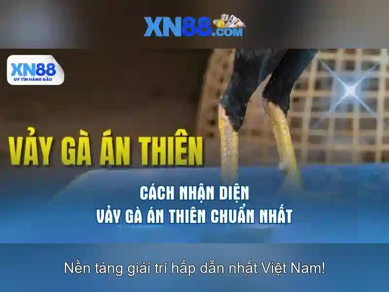 Đá Gà XN88 – Trải Nghiệm Đánh Bài Đỉnh Cao